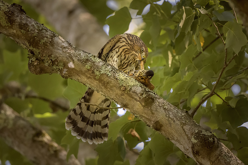 Coopers Hawk 4