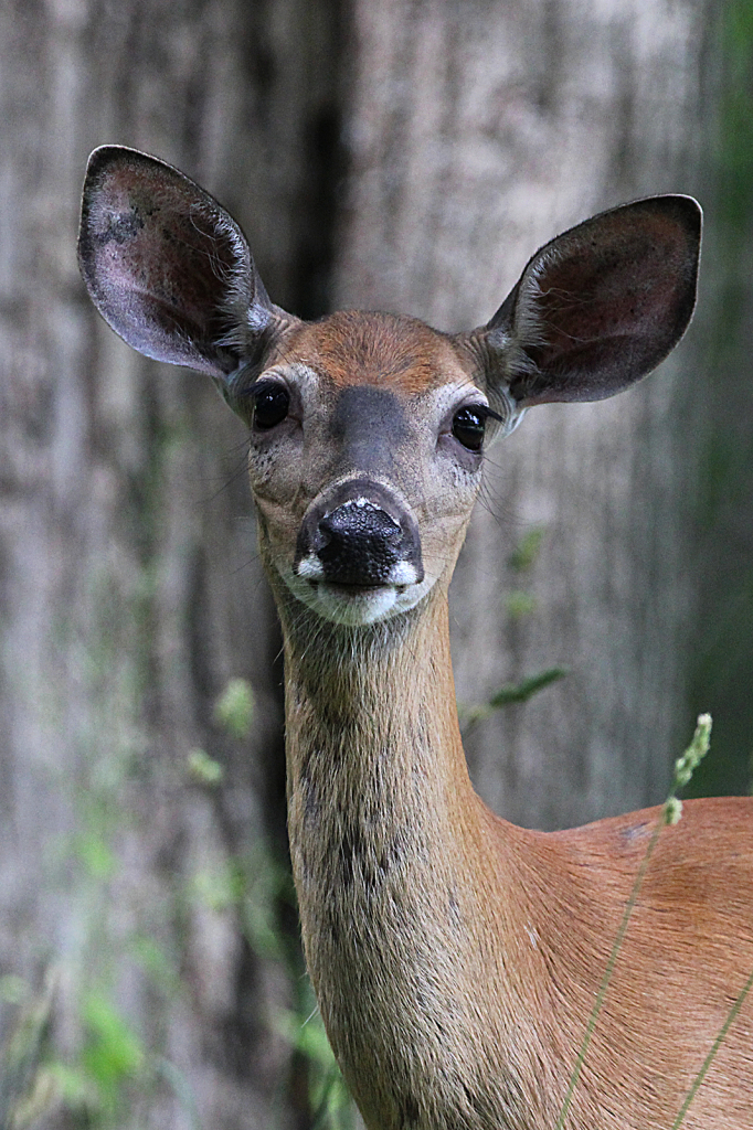 Deer Portrait