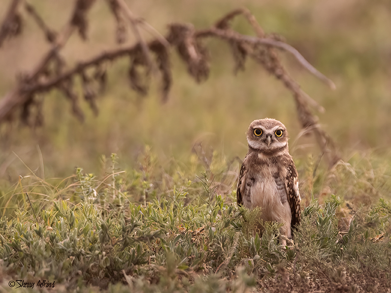 Young Burrowing Owl 2