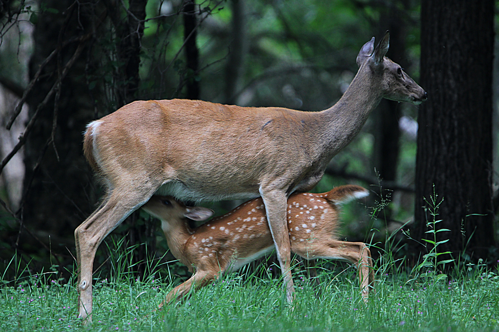 Fawn Nursing