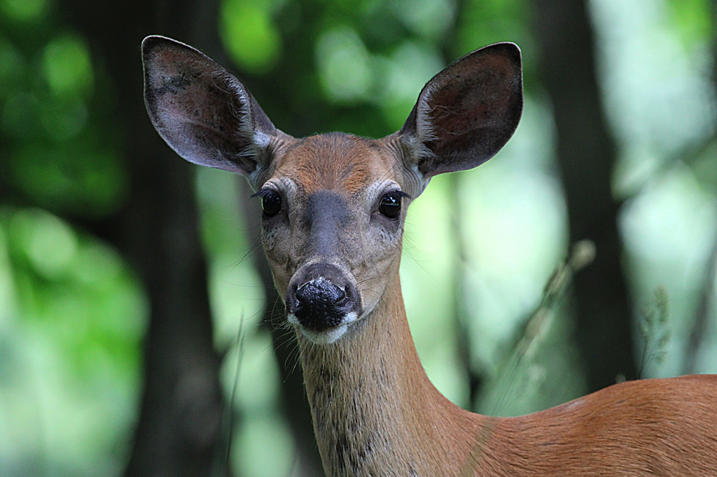 Deer 2