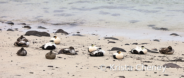 Sleeping Eiders, Gardur, Iceland