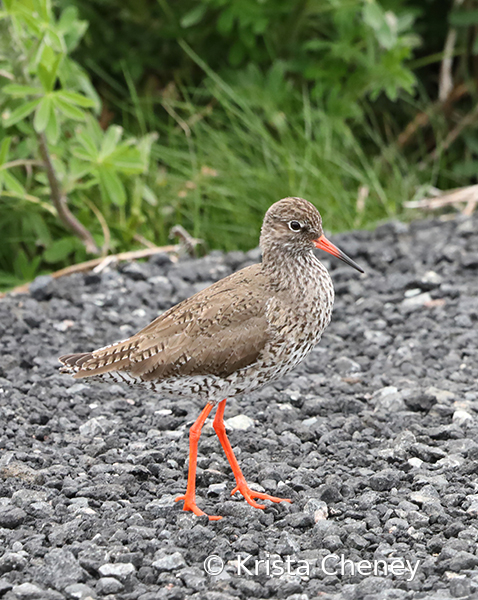 Common Redshank, Iceland