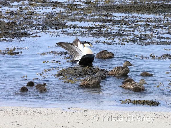 Eider Ducks, Gardur, Iceland