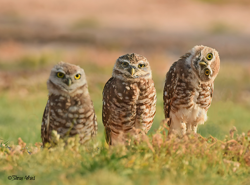Burrowing Owl Trio