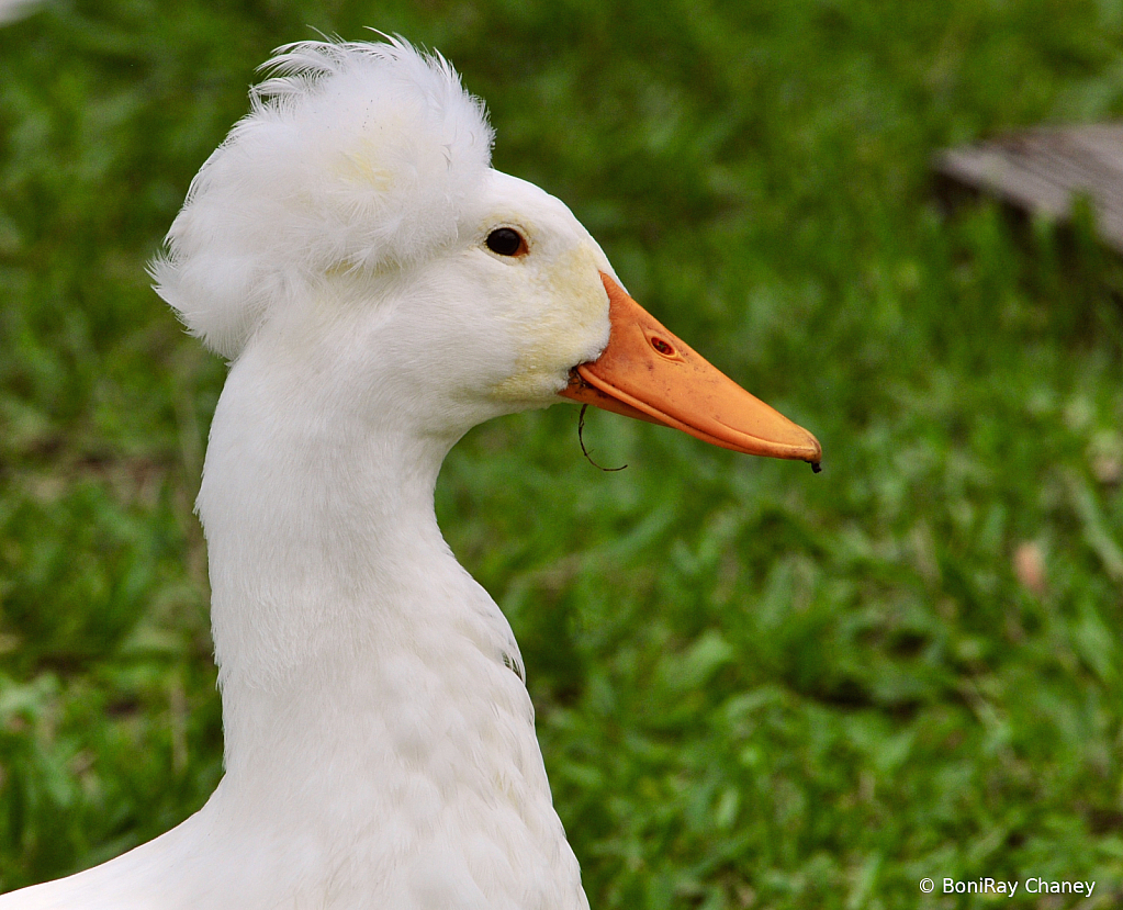 Feathers and Fur