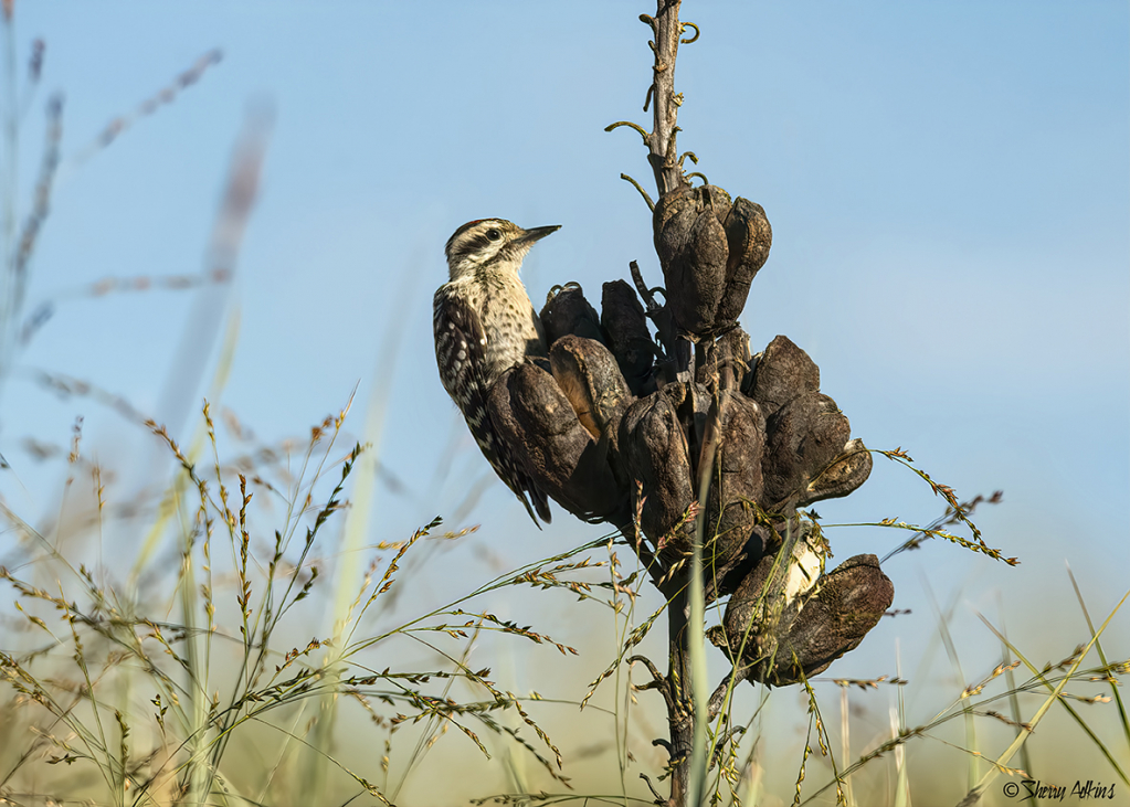 Ladder-backed Woodpecker