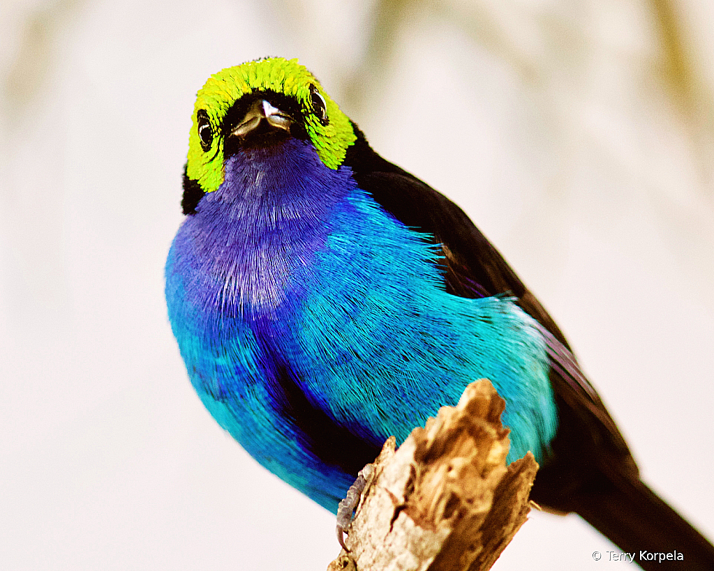 Paradise Tanager