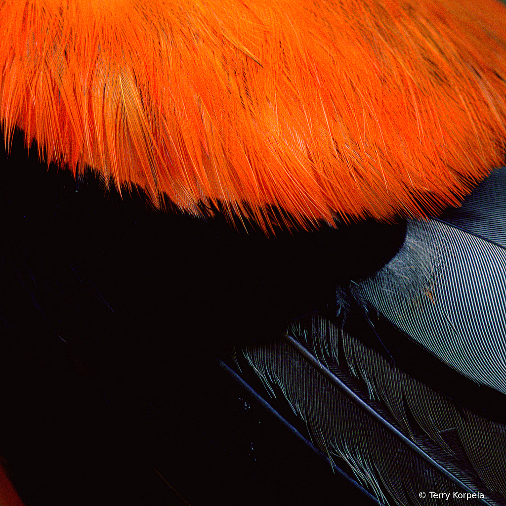 Andean Cock-of-the-Rock Close Up