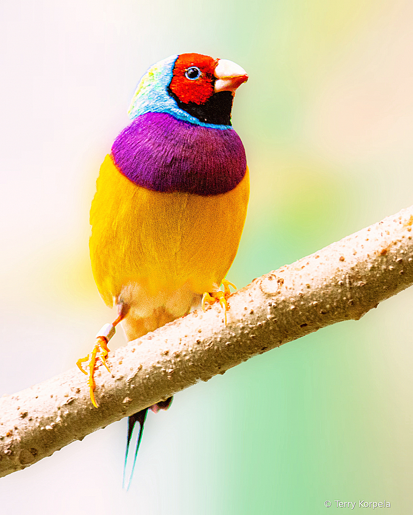 Gouldian Finch