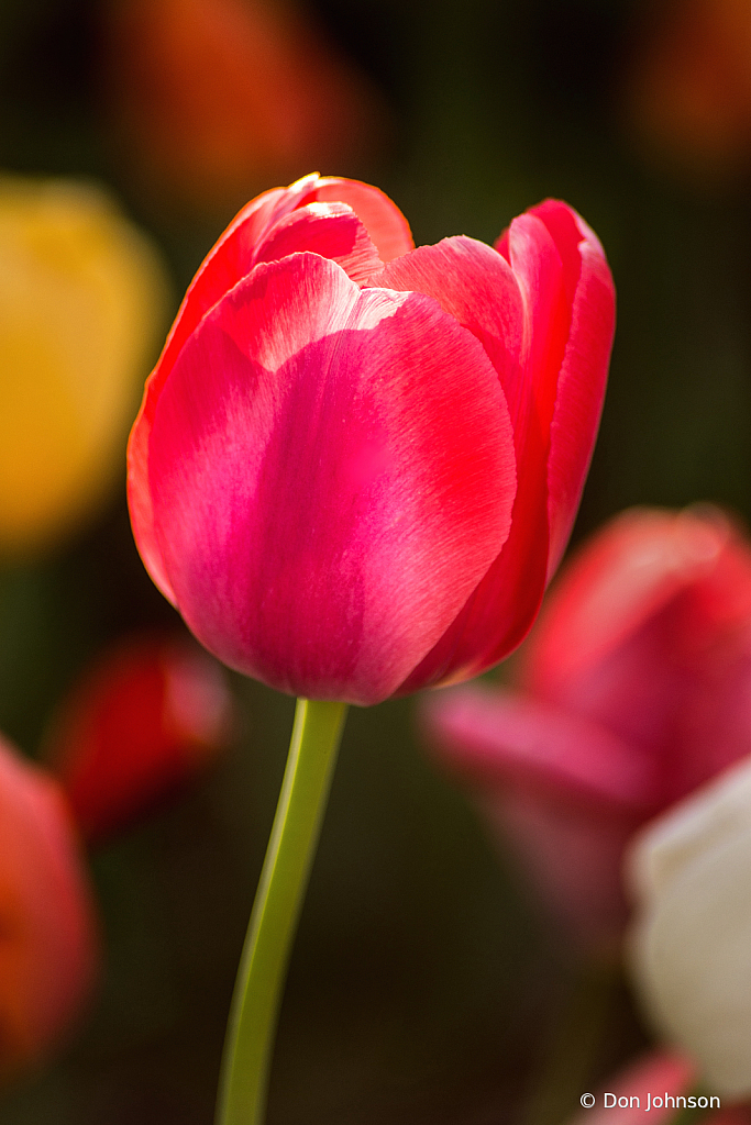 Spring Tulip 4-16-21 179