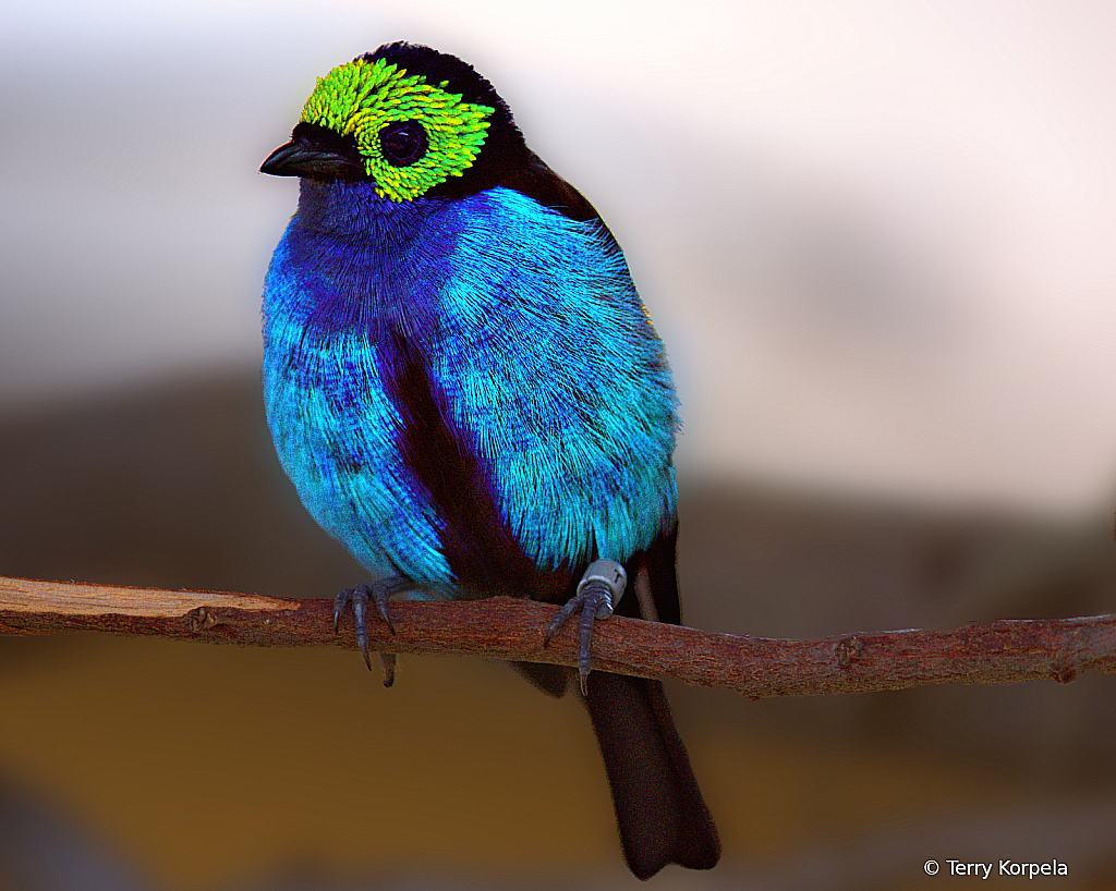 Paradise Tanager