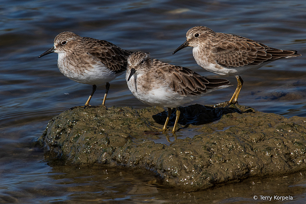 Three Little Birds!!