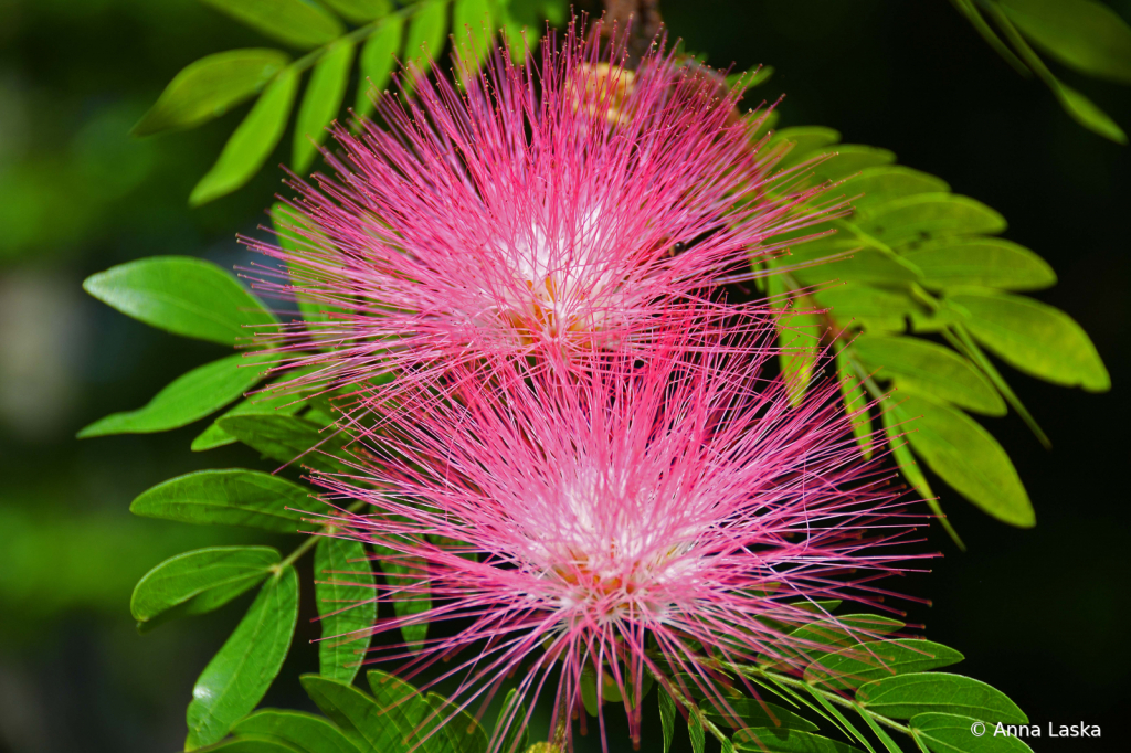 Spiky pink