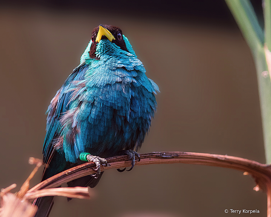 Green Honeycreeper