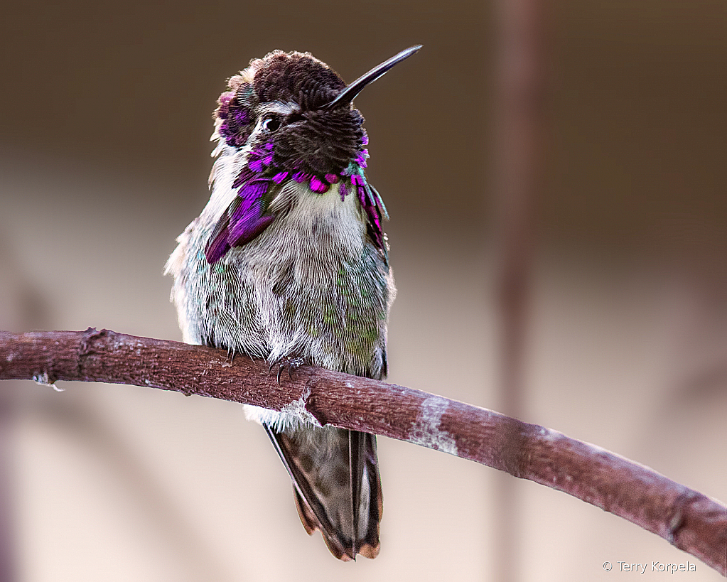 Costa Hummingbird