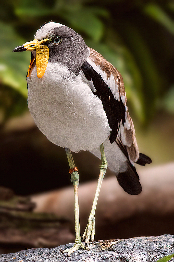 White-headed Lapwing