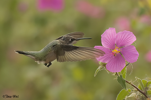 Hummingbird