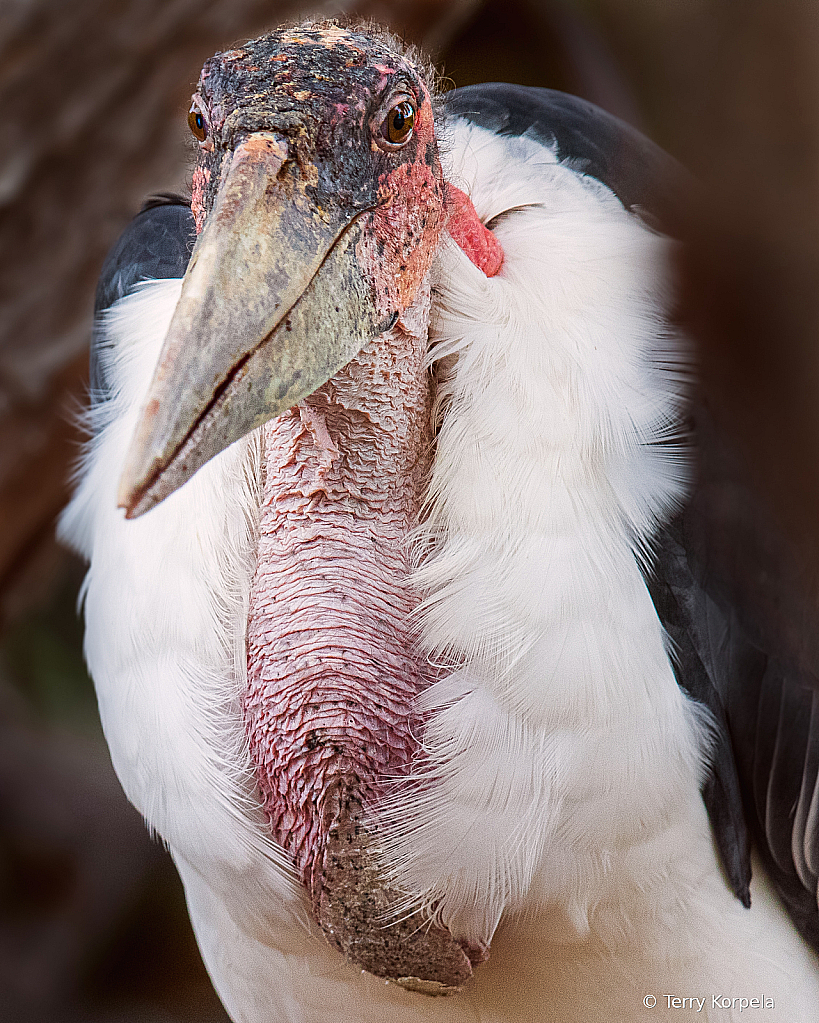 Marabou Stork (head shot)