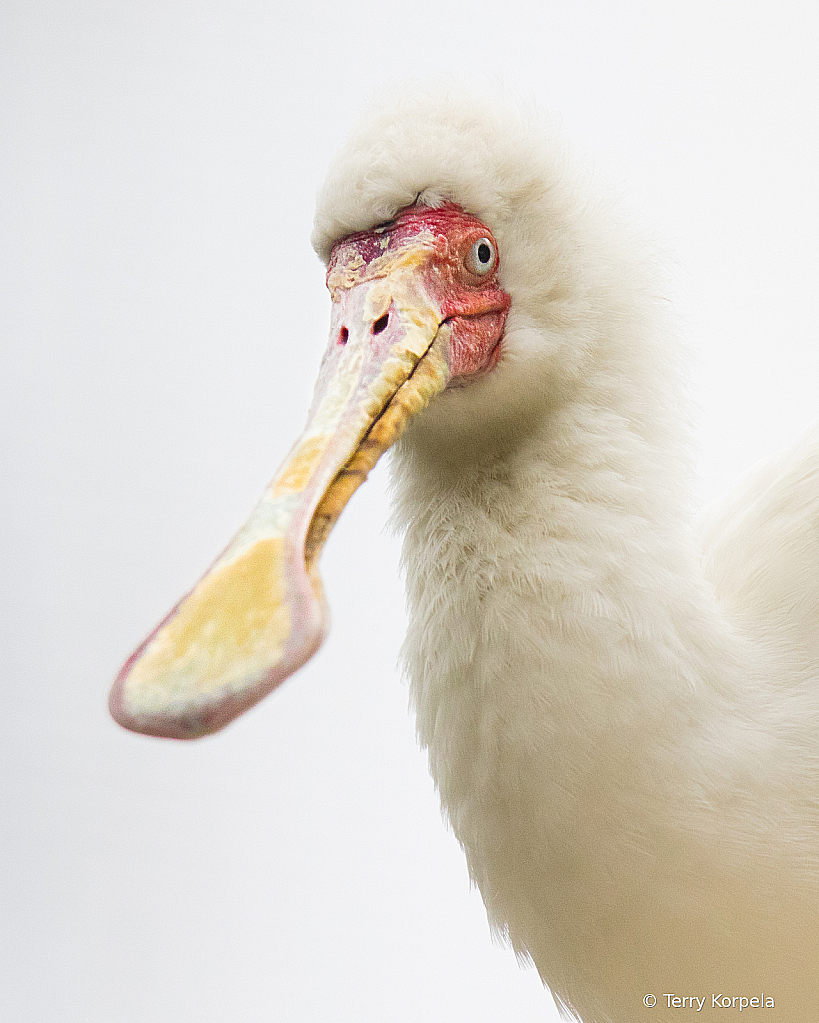 African Spoonbill (Portrait)