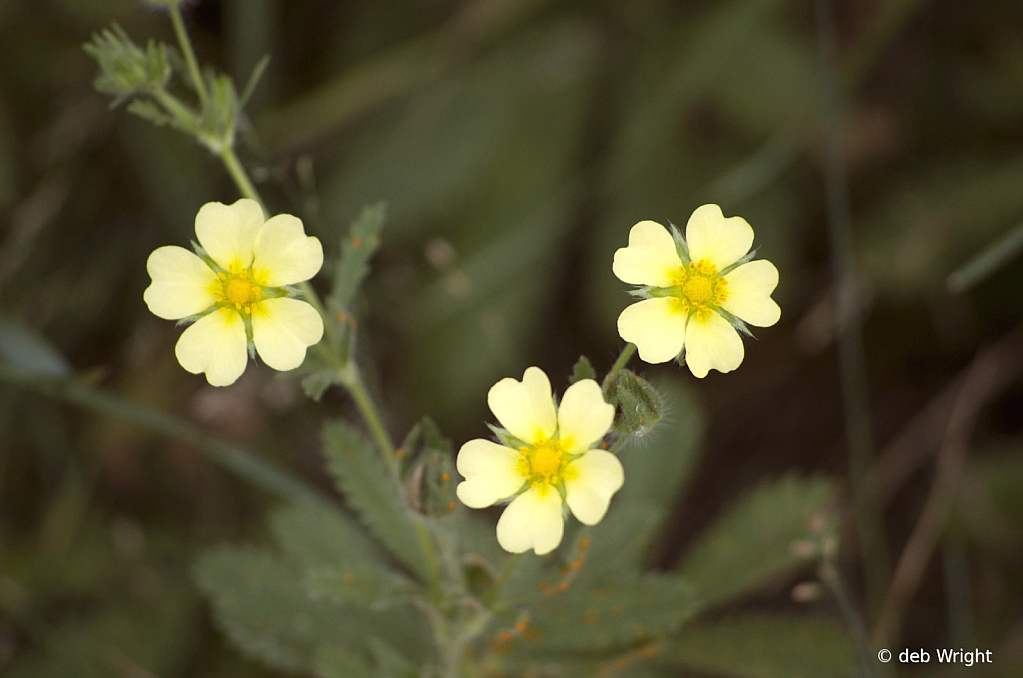 Pretty little Flowers