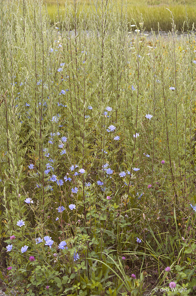 Wildflowers