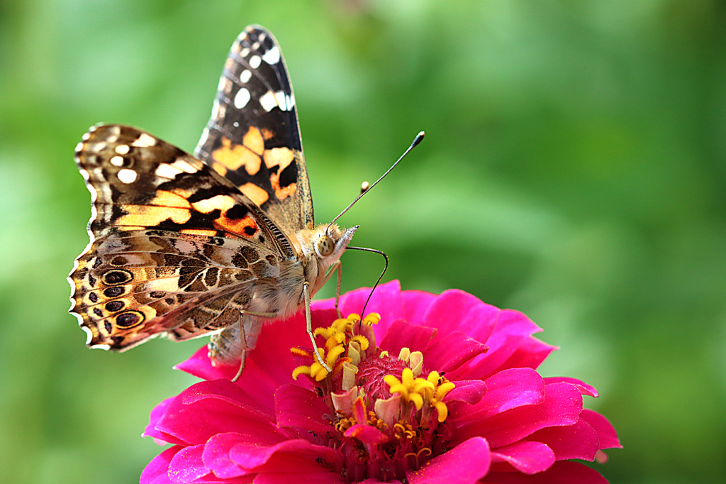 Painted Lady 3