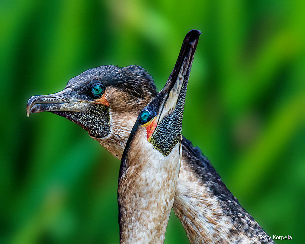 White-breasted Cormorant Courtship Display