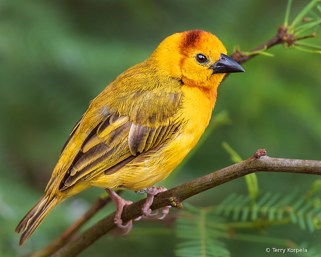 Taveta Golden Weaver