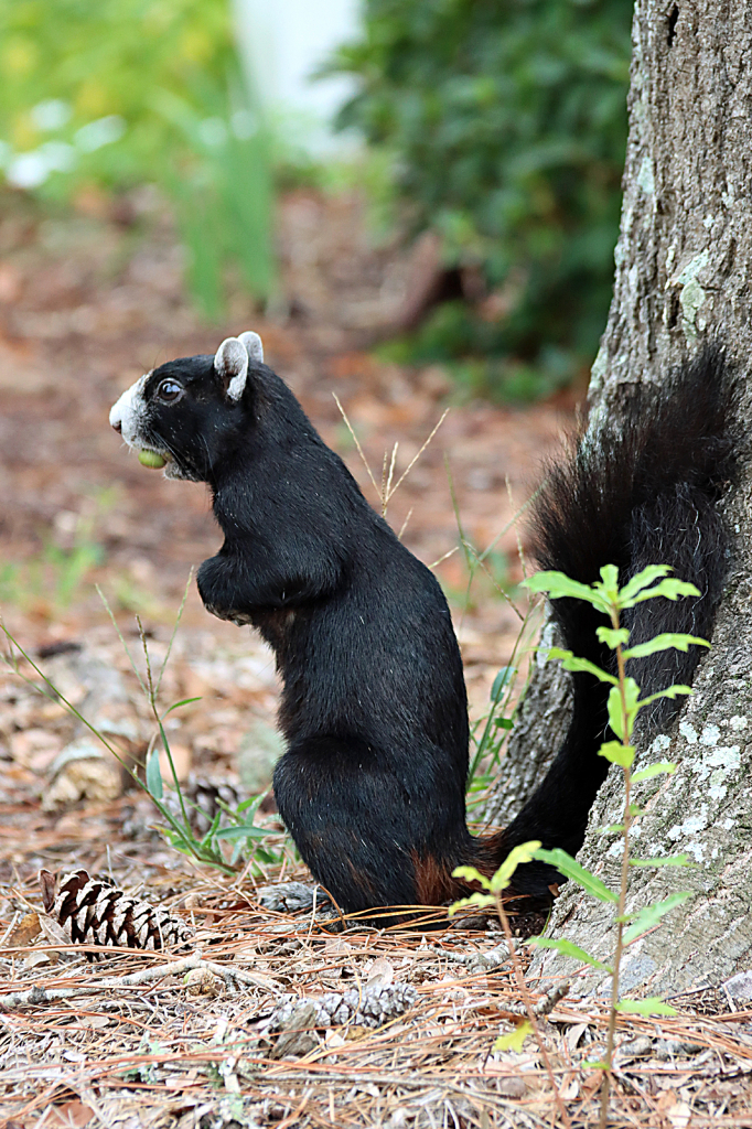 Fox Squirrel
