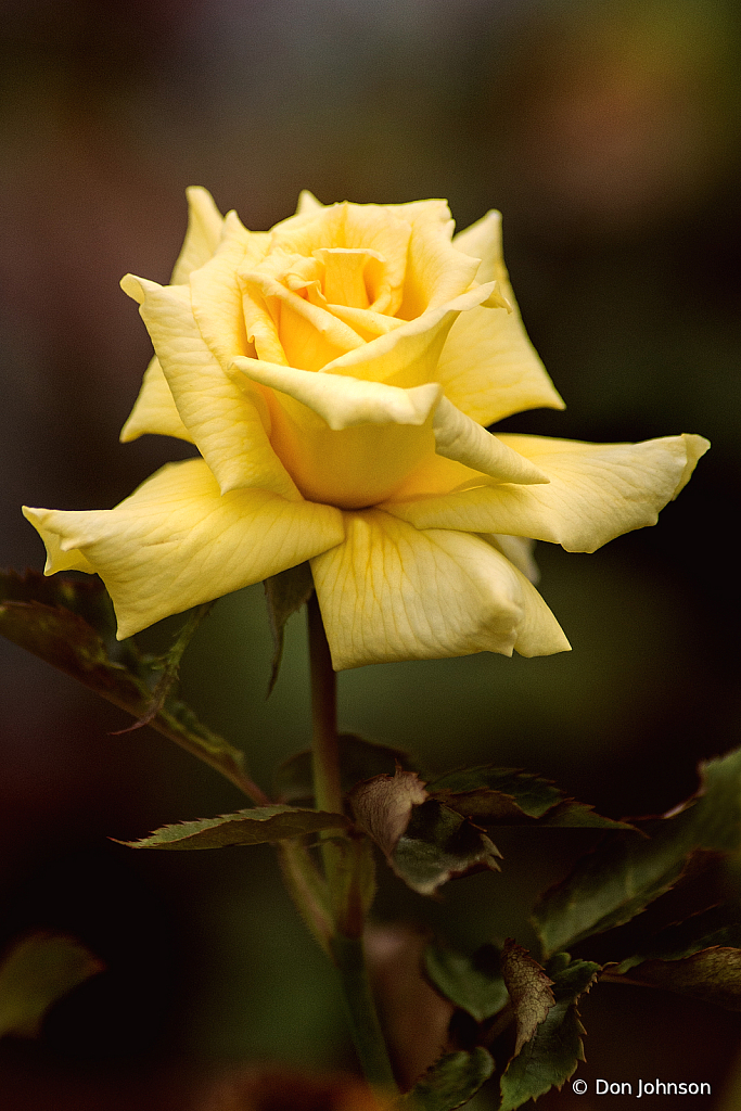 Yellow Rose 10-10-21 034