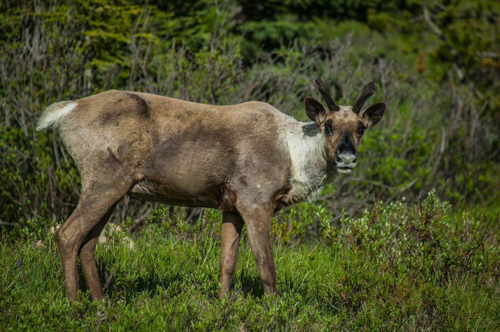 Caribou