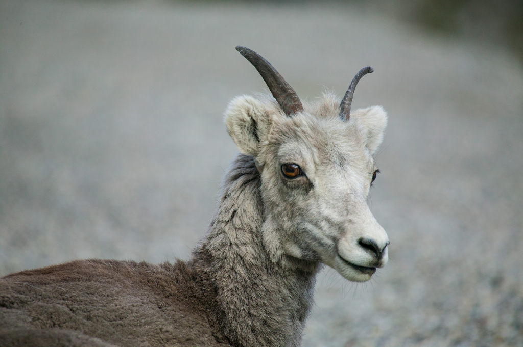 Stone Sheep