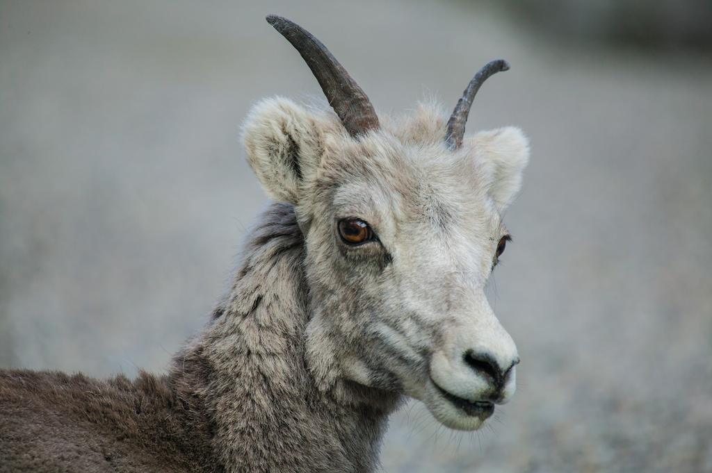 Stone Sheep