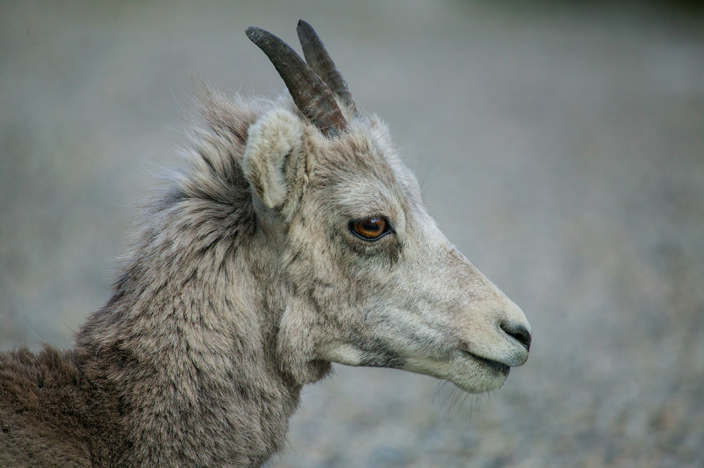 Stone Sheep
