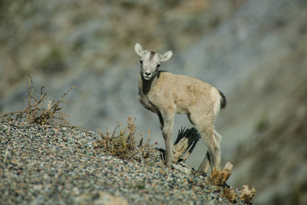Stone Sheep