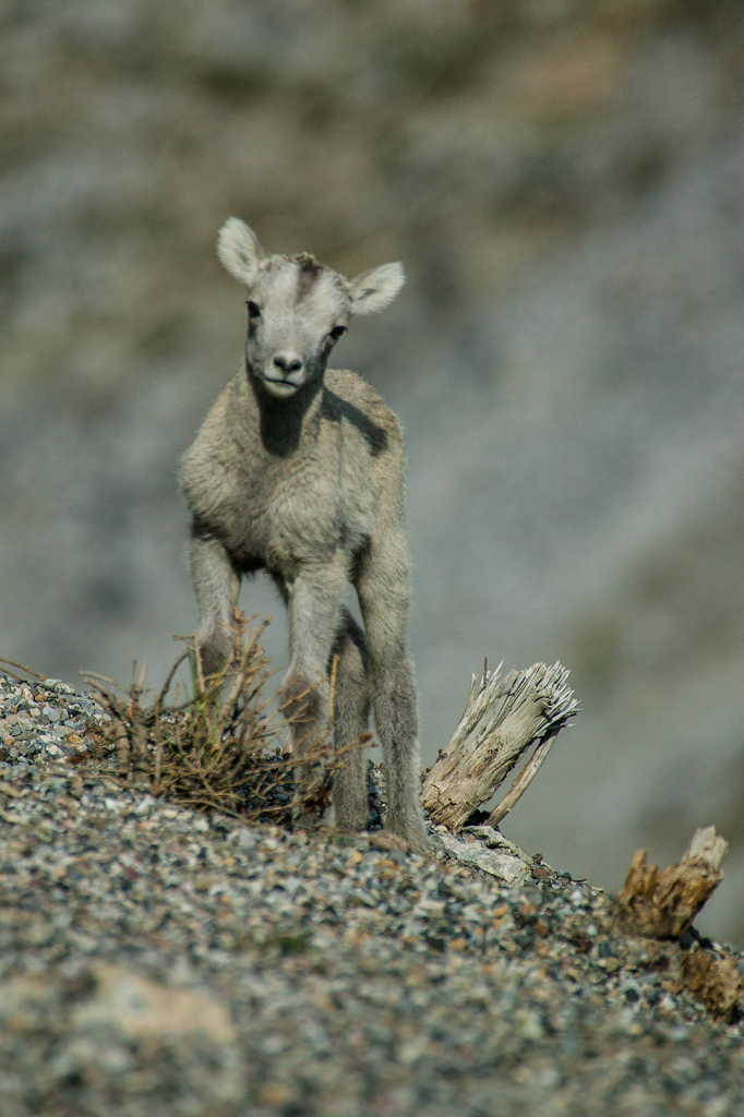 Stone Sheep