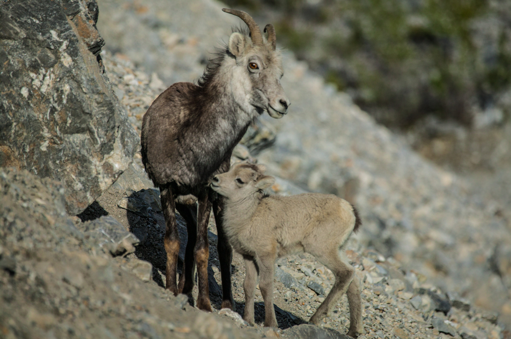 Stone Sheep