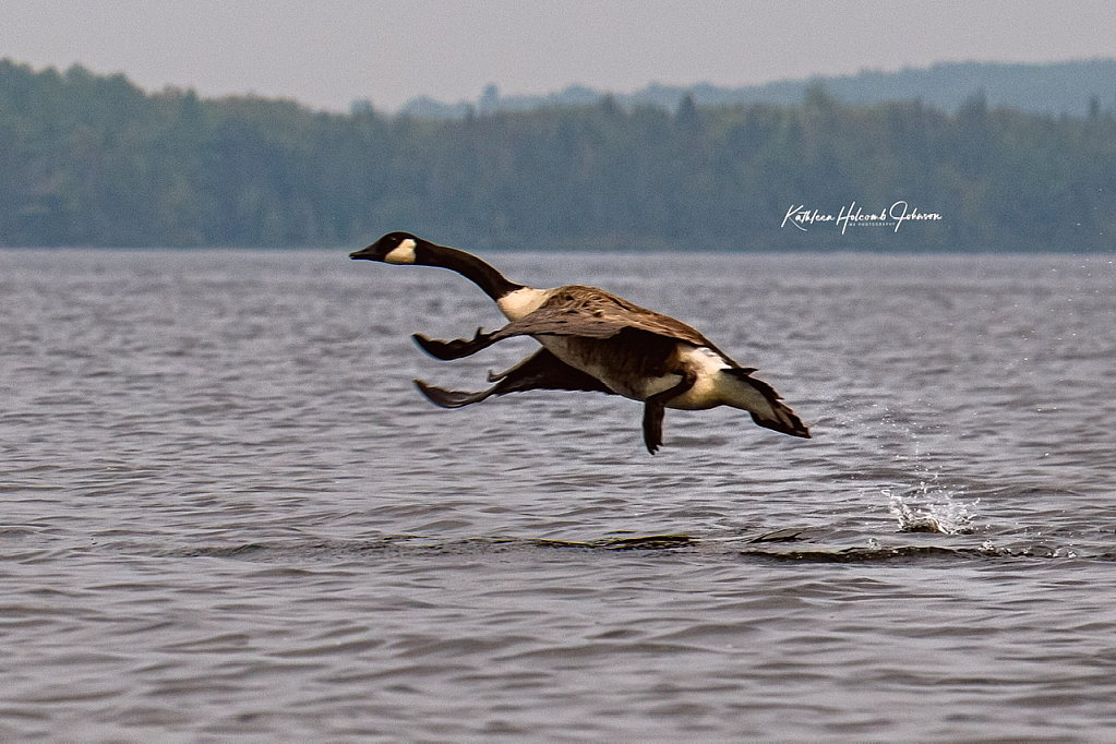 Canadian Goose - Walking On Water!