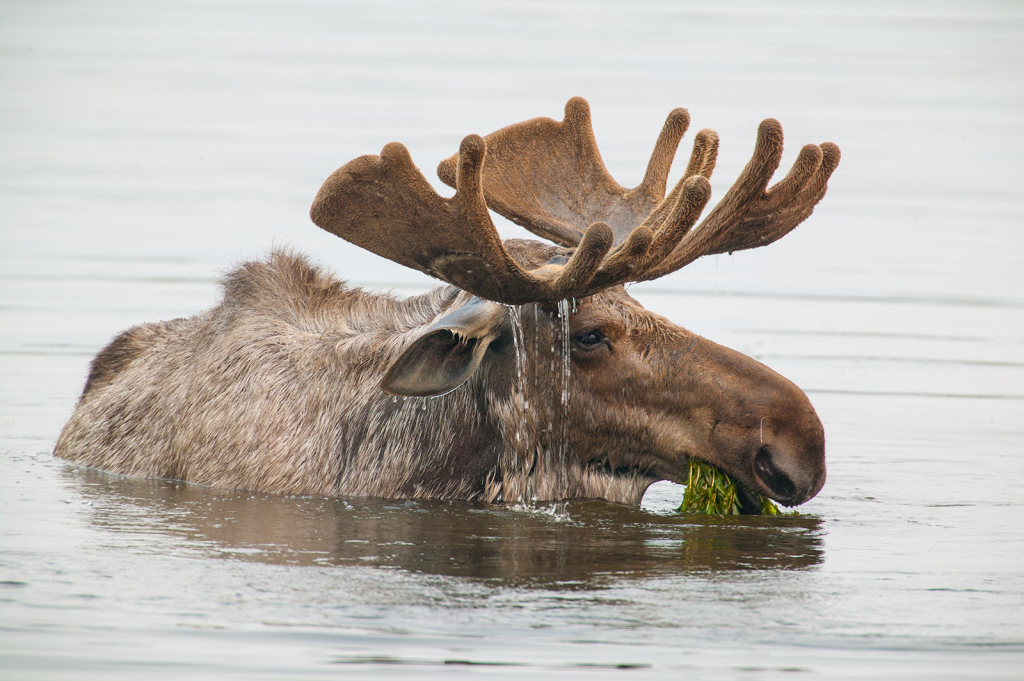 Feeding Moose