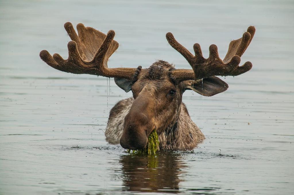 Feeding Moose