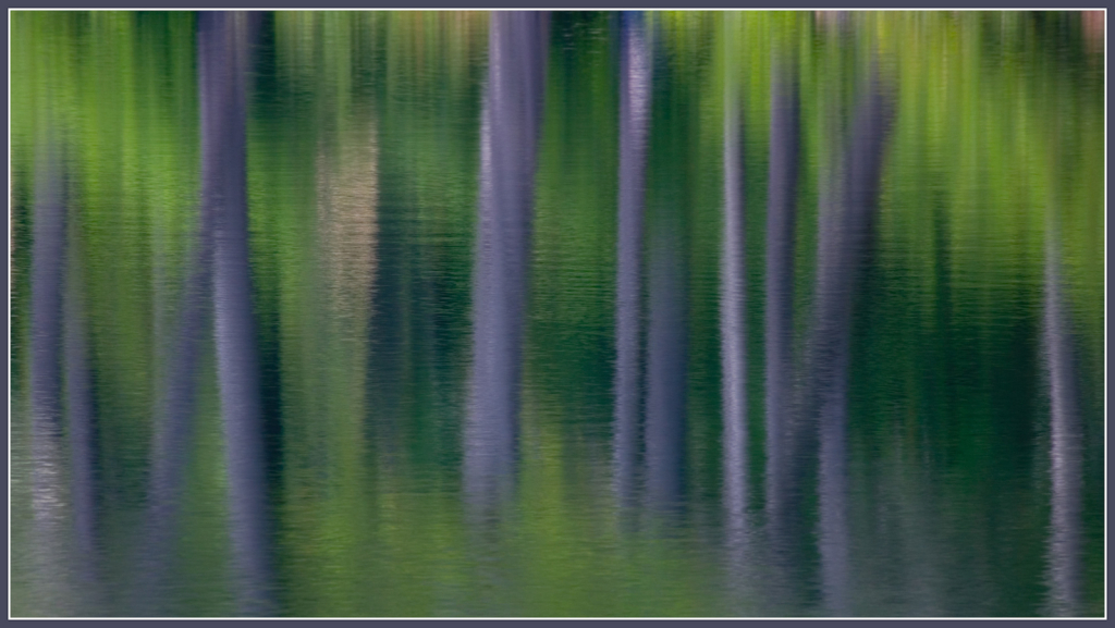 TREE REFLECTION