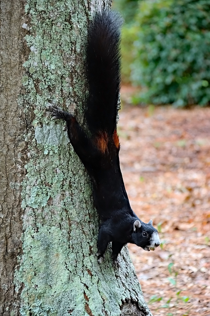 Black Fox Squirrel