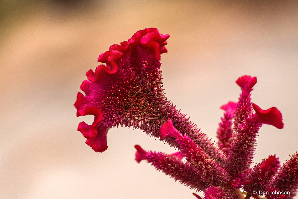 Maroon Cockscomb 10-10-21 073