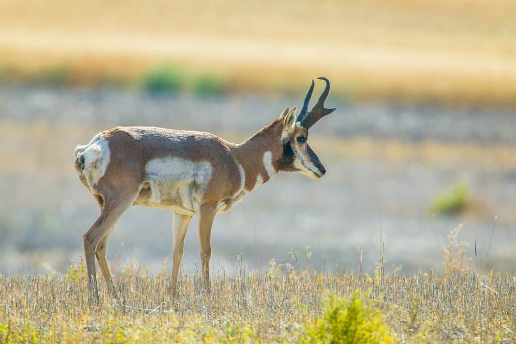 Antelope