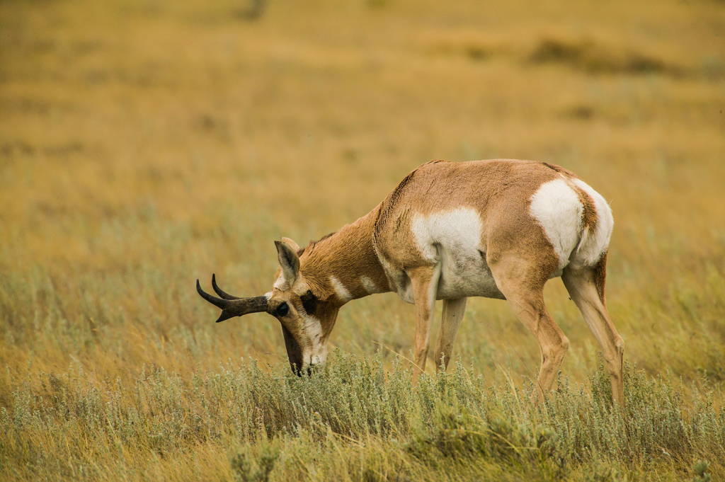 Antelope