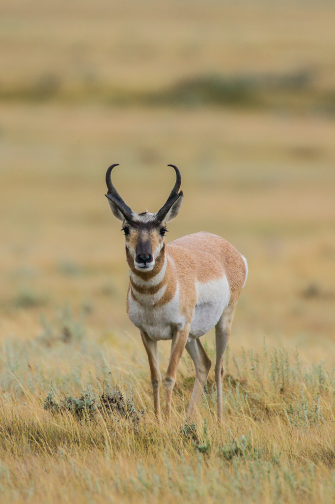 Antelope