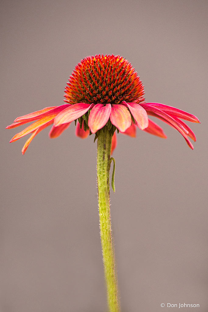 Cone Flower PGC 10-10-21 085