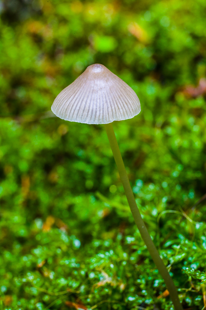Mushroom