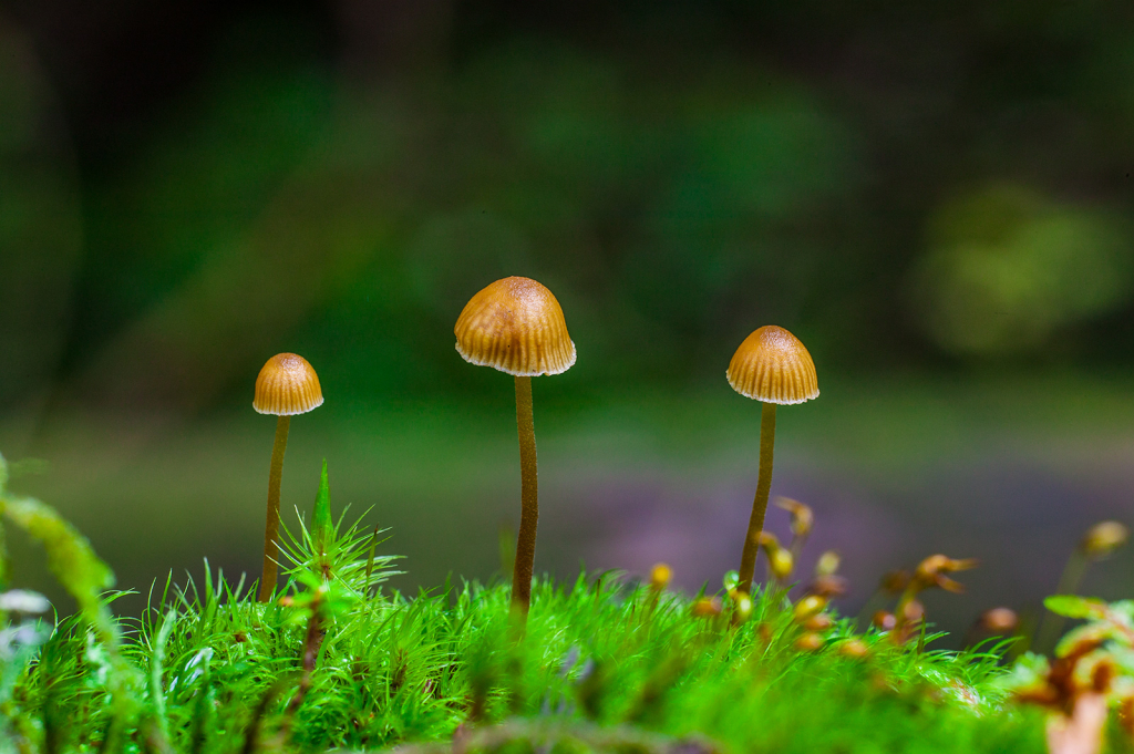 Mushroom